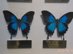 -上海昆虫博物馆