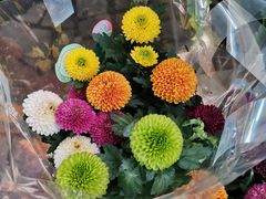 -曲阳花鸟市场(曲阳路店)