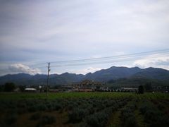 -曲江薰衣草庄园