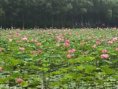 -东郊湿地公园