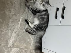 -欣宠猫屋·矮脚拿破仑·蓝金金渐层
