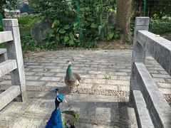 -广州市帽峰山景区