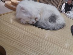 -猫和宫(六道口店)