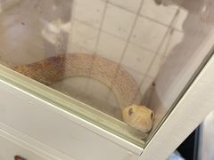 -酷以爬仙阁实体爬宠店·守宫·蜥蜴·专业繁育