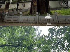 -西湖风景区十里琅珰-五云山