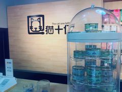 -猫十亿·布偶金渐层·曼基康矮脚猫舍(青年路店)