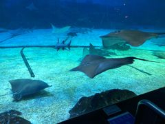 -烟台海昌鲸鲨海洋公园