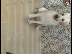 -宠物之家Pets Home 宠物寄养酒店