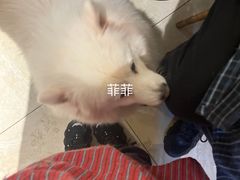 -萌喵宠狗爱心宠咖