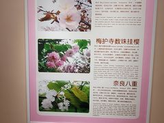 -古柏渡丰乐樱花园