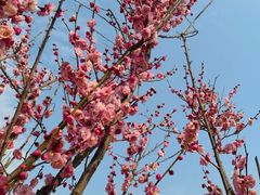 -六合国家地质公园桂子山景区