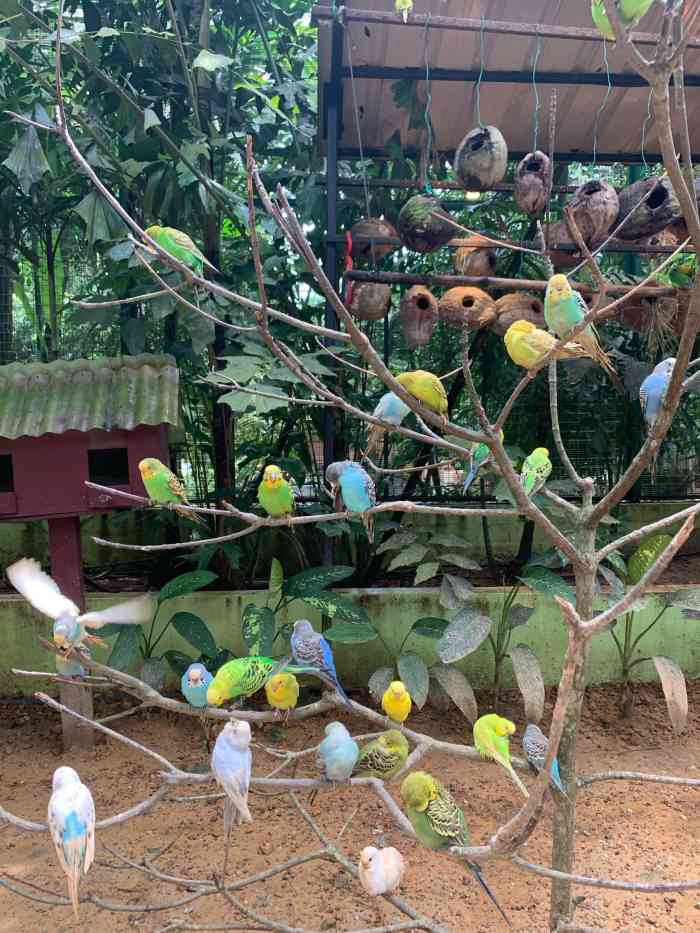 兰卡威野生动物园-"超级棒的野生动物园!虽然动物种类不.