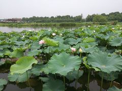 -荷塘月色湿地公园·向阳花洲