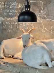 -Zoolung Zoolung动物主题公园(海信广场店)