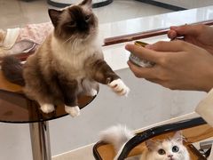 -共舞时光猫咖·狗咖(新街口店)
