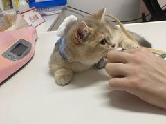 -御宝贝·A梦猫科宠物医院(国际猫友好医院)