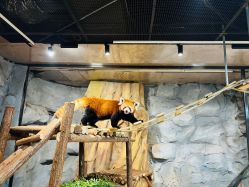 -Zoolung Zoolung动物主题公园(海信广场店)