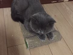 观赏动物医院-北京观赏动物医院·24小时大型综合·猫专科·异宠专科