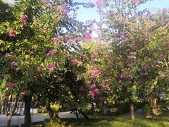 -深圳国际园林花卉博览园