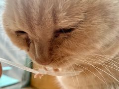 -猫小院猫主题咖啡厅(北锣店)