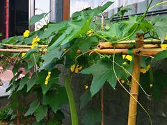 -芦茨金富饭庄·25年老字号·专做稻草鸡