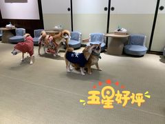 -逗柴咖啡屋·狗咖猫咖宠物桌游