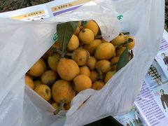 -塘栖枇杷特色园区