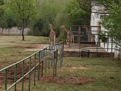 -合肥野生动物园