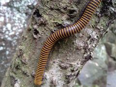 -磐安舞龙峡景区