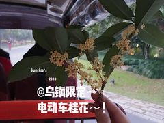 -乌村