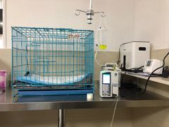 -喜多萌中农锦绣动物医院24H·猫科·牙科MRI·CT