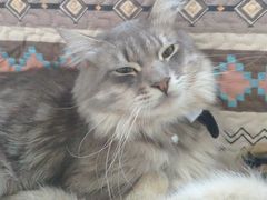 -楼上猫咖(罗湖店)