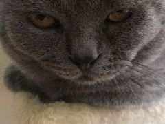 -Meowの猫咖(万家丽店)