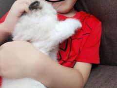 -70cat德文卷毛猫·缅因猫纯种猫舍