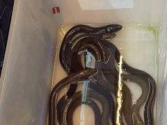 鳗鱼-创味·民间海南菜·非遗藤桥排骨(藤桥·免税城店)