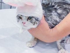 -熊小胖宠物生活馆(天华园店)