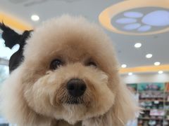 -德元·美联众合24小时动物医院(总院)