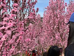 -桃源山庄·水蜜桃采摘·柴火鸡·烧烤团建(龙泉山店)
