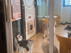 -有喵·猫咖·狗咖·30几只猫10只小狗(岗厦店)