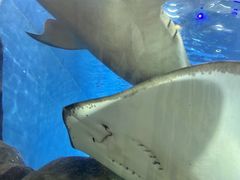 -合肥海洋世界