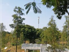 -王借岗森林公园