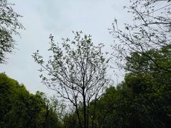-都江堰中华大熊猫苑