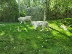 -北京野生动物园