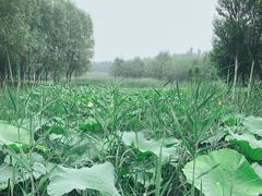 -东郊湿地公园