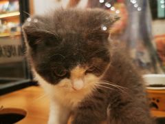 -袖虎·猫馆(体育西路店)
