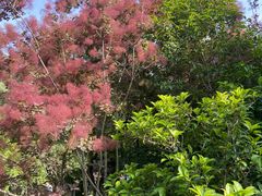 -洛阳市隋唐城遗址植物园