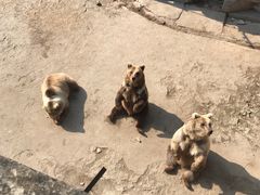 -哈尔滨北方森林动物园