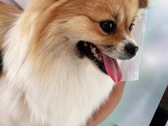 -爱侣宠医·鹦鹉专科·小型哺乳类·异宠专科(灵石路店)