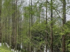 -重庆中央公园(渝北区)