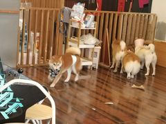 -豆柴町-柴犬主题狗咖(红鼎国际C座店)